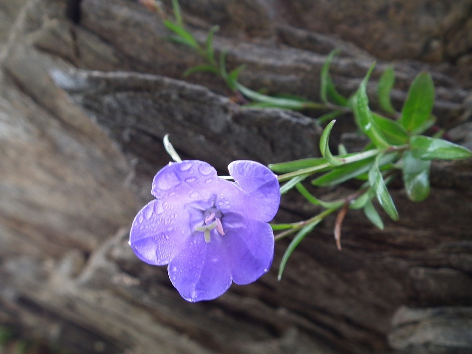 Aiuto id. campanula